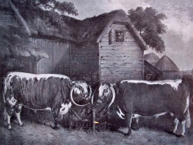 OLD ENGLISH CATTLE AT LITTLE WYRLEY: AN OIL PAINTING SIGNED BY E.M. FOX AND DATED 1855