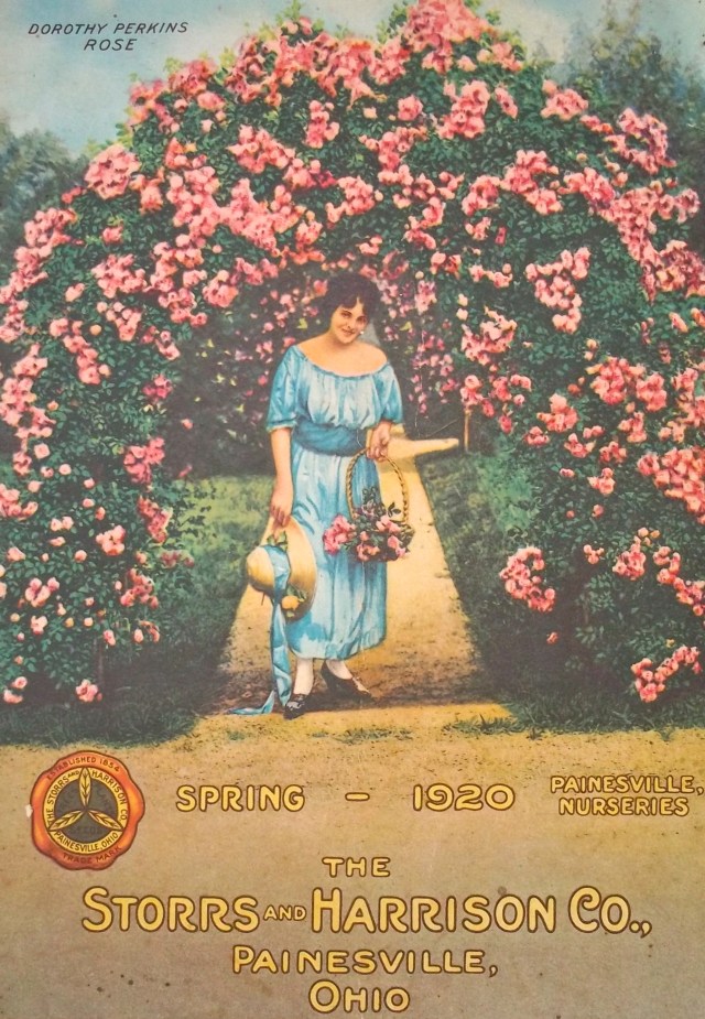 When the rose was more famous than the shop - an American plantsman's catalogue of 1920 from my own collection.