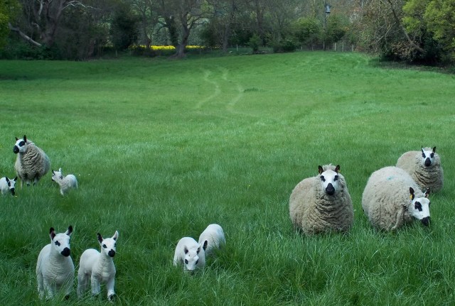 Gorgeous Kerry Hill ewes and lambs at Little Malvern last year.