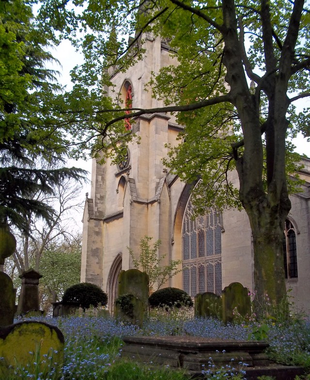 St Matthew's parish church, Walsall, a church with Norman origins.  Victorian tombstones are interleaved with Myosotis....... ****FORGET ME NOT***