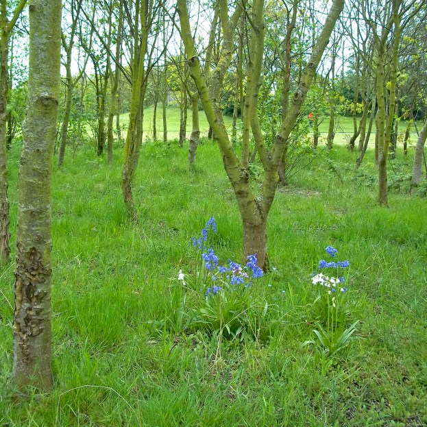 Among this little Copse where Forge Street stood, there don't seem to have been any birches planted  in memory of the landscape of the "Birch-Hills" before the coal working, the lime working, and the metal working began.  There is a posy's worth of bluebells in the grass.