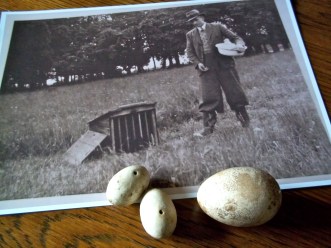We found dummy partridge eggs - as well as china hens' eggs in the croft.